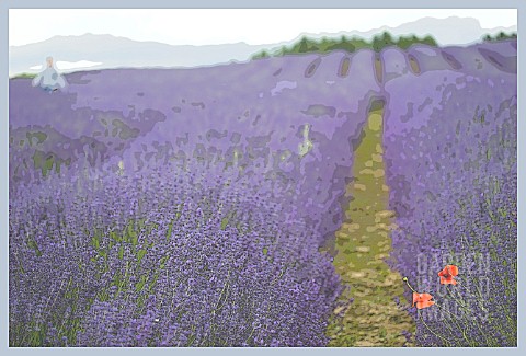 WALKING_THROUGH_THE_LAVENDER_FIELD_AT_SNOWSHILL_WITH_PAPAVER_RHOEAS_MANIPULATED
