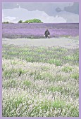 WALKING THROUGH THE LAVENDER FIELDS AT SNOWSHILL, MANIPULATED