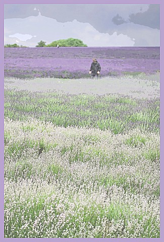 WALKING_THROUGH_THE_LAVENDER_FIELDS_AT_SNOWSHILL_MANIPULATED