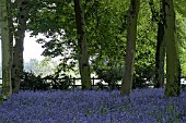 HYACINTHOIDES NON-SCRIPTA, ENGLISH BLUEBELLS IN WOOD