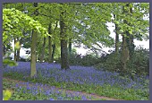 HYACINTHOIDES NON-SCRIPTA, ENGLISH BLUEBELLS IN WOOD