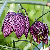 FRITILLARIA MELEAGRIS, MANIPULATED