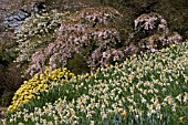 DAFFODILS AND BLOSSOM AT HODNET HALL, SHROPSHIRE, APRIL