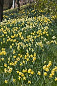 DAFFODILS AT HODNET HALL, SHROPSHIRE, APRIL