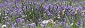 HYACINTHOIDES NON-SCRIPTA, ENGLISH BLUEBELLS, MANIPULATED, PANORAMIC