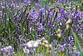 HYACINTHOIDES NON-SCRIPTA, ENGLISH BLUEBELLS, MANIPULATED, PANORAMIC