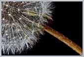 TARAXACUM OFFICINALIS, DANDELION CLOCK, MANIPULATED