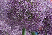 ALLIUM GLOBEMASTER, MANIPULATED