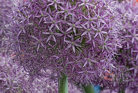 ALLIUM_GLOBEMASTER_MANIPULATED