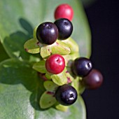 HYPERICUM BERRIES