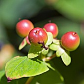 HYPERICUM BERRIES