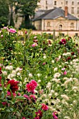 DAHLIAS AND STIPA IN ASSOCIATION IN LATE SUMMER BORDER, AT THE CHATEAU LA ROCHE GOYAN