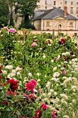 DAHLIAS AND STIPA IN ASSOCIATION IN LATE SUMMER BORDER, AT THE CHATEAU LA ROCHE GOYAN