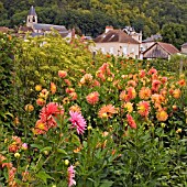 DAHLIAS IN LATE SUMMER BORDER AT THE CHATEAU LA ROCHE GOYAN, LOIRE, FRANCE