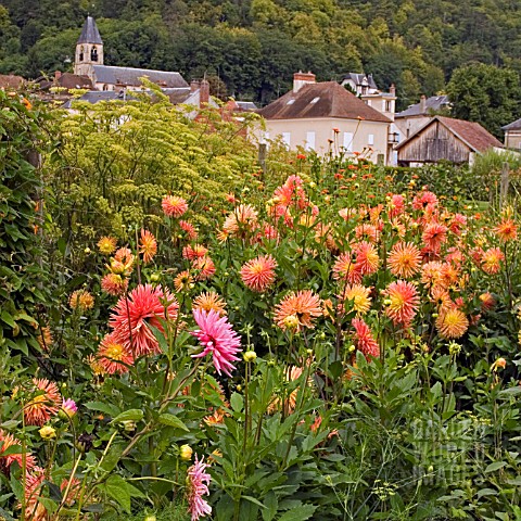 DAHLIAS_IN_LATE_SUMMER_BORDER_AT_THE_CHATEAU_LA_ROCHE_GOYAN_LOIRE_FRANCE