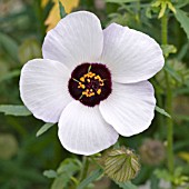 HIBISCUS TRIONUM