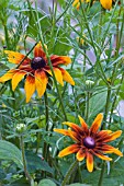 RUDBECKIAS