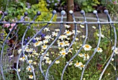 DETAIL OF CONTEMPORARY RAILINGS AND WILDFLOWER PLANTING