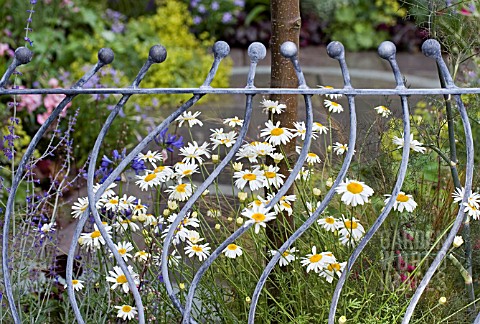 DETAIL_OF_CONTEMPORARY_RAILINGS_AND_WILDFLOWER_PLANTING