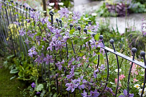 DETAIL_OF_CONTEMPORARY_RAILINGS_AND_CLEMATIS