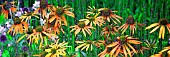 ECHINACEA AND ECHINOPS IN ASSOCIATION, MANIPULATED, PANORAMIC