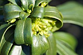 DAPHNE LAUREOLA,  SPURGE LAUREL