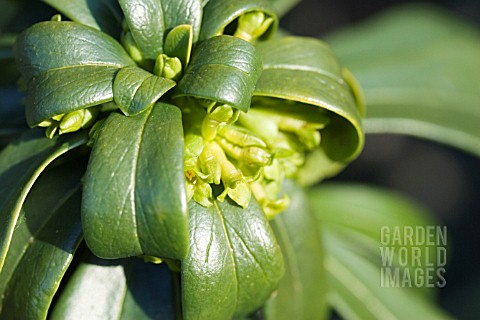 DAPHNE_LAUREOLA__SPURGE_LAUREL