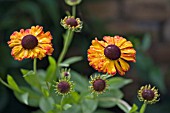 HELENIUMS AFTER THE RAIN