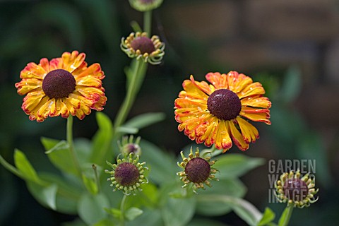 HELENIUMS_AFTER_THE_RAIN