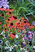 ECHINACEA AND ECHINOPS IN ASSOCIATION