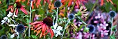 ECHINACEA AND ECHINOPS IN ASSOCIATION, PANORAMIC, MANIPULATED