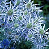 ERYNGIUM ZABELII JOS EIJKING