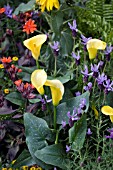 LAVENDER ROCKY ROAD, LYCHNIS ARKWRIGHTII AND ZANTEDESCHIA SOLAR FLAIR IN ASSOCIATION