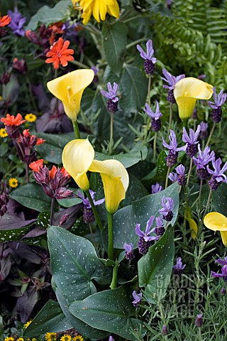LAVENDER_ROCKY_ROAD_LYCHNIS_ARKWRIGHTII_AND_ZANTEDESCHIA_SOLAR_FLAIR_IN_ASSOCIATION