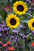 LYCHNIS ARKWRIGHTII, LAVENDER ROCKY ROAD AND DWARF SUNFLOWERS IN ASSOCIATION