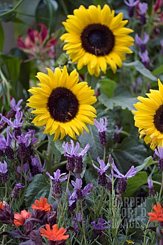 LYCHNIS_ARKWRIGHTII_LAVENDER_ROCKY_ROAD_AND_DWARF_SUNFLOWERS_IN_ASSOCIATION