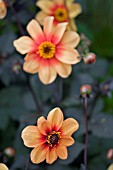 DAHLIA SUNSHINE
