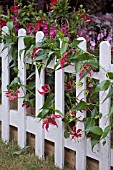 GLORIOSA ROTHSCHILDIANA ON A PICKET FENCE