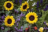DWARF SUNFLOWERS, LAVENDER RODKY ROAD AND LYCHNIS ARKWRIGHTII IN ASSOCIATION