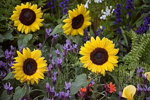 DWARF_SUNFLOWERS_LAVENDER_RODKY_ROAD_AND_LYCHNIS_ARKWRIGHTII_IN_ASSOCIATION