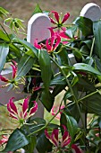 GLORIOSA ROTHSCHILDIANA ON A PICKET FENCE