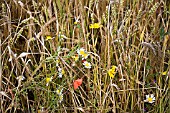 CORNFIELD WITH WILDFLOWERS