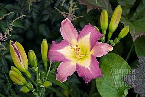 HEMEROCALLIS_NILE_CRANE