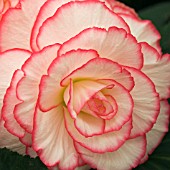 BEGONIA CORDELIA