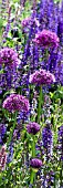 ALLIUMS IN PURPLE BORDER, MANIPULATED, PANORAMIC