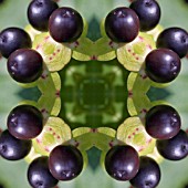 HYPERICUM BERRIES, KADLEIDOSCOPIC