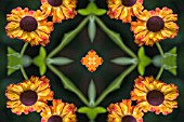 HELENIUMS AFTER THE RAIN, KALEIDOSCOPIC