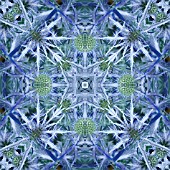 ERYNGIUM ZABELII JOS EIJKING, KALEIDOSCOPIC
