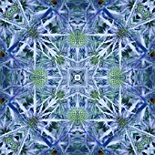 ERYNGIUM ZABELII JOS EIJKING, KALEIDOSCOPIC