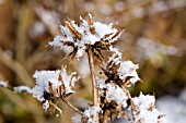 BERKHEYA MACROCEPHALA IN SNOW